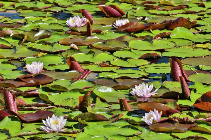 Framed Print : USA, Oregon, Barview. Small pond with waterlilies in bloom Framed Print : USA, Oregon, Barview. Small pond with waterlilies in bloom