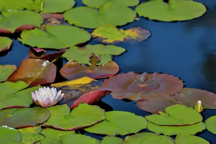 Framed Print : USA, Oregon, Barview. Small pond with waterlilies in bloom Framed Print : USA, Oregon, Barview. Small pond with waterlilies in bloom