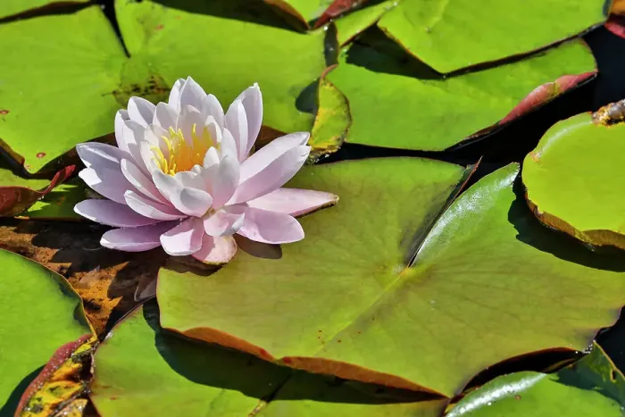 Framed Print : USA, Oregon, Barview. Small pond with waterlilies in bloom