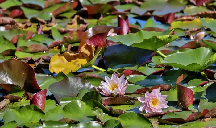 Framed Print : USA, Oregon, Barview. Small pond with waterlilies in bloom Framed Print : USA, Oregon, Barview. Small pond with waterlilies in bloom