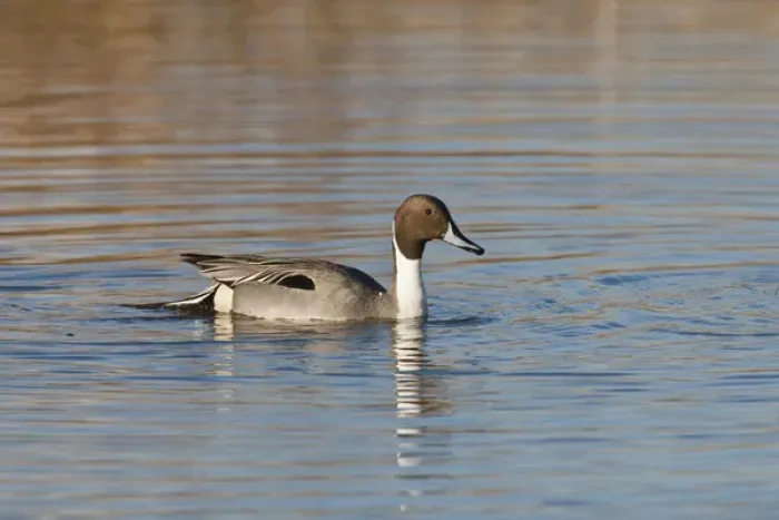 Framed Print : USA, Oregon, Baskett Slough National Wildlife Refuge, Northern Pintail (Anas acuta) drake Framed Print : USA, Oregon, Baskett Slough National Wildlife Refuge, Northern Pintail (Anas acuta) drake