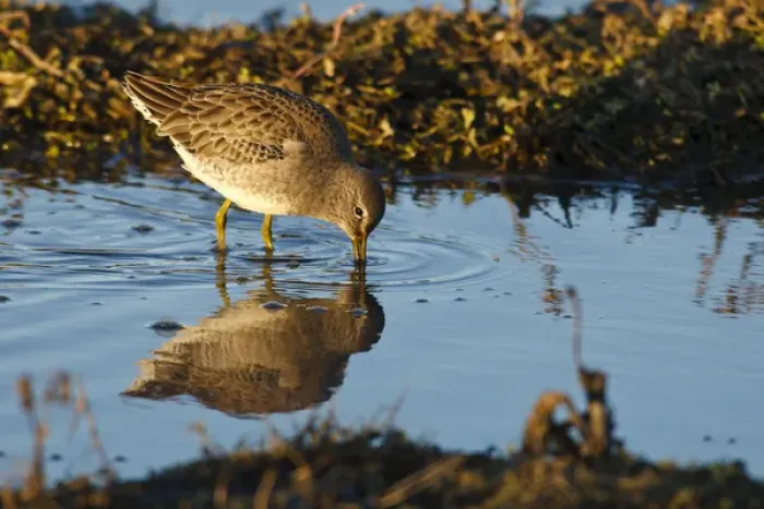 Framed Print : USA, Oregon, Baskett Slough National Wildlife Refuge, Long-billed Dowitcher (Limnodromus Framed Print : USA, Oregon, Baskett Slough National Wildlife Refuge, Long-billed Dowitcher (Limnodromus