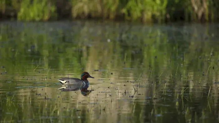 Framed Print : USA, Oregon, Baskett Slough National Wildlife Refuge, Green-winged Teal(Anas grecca)
