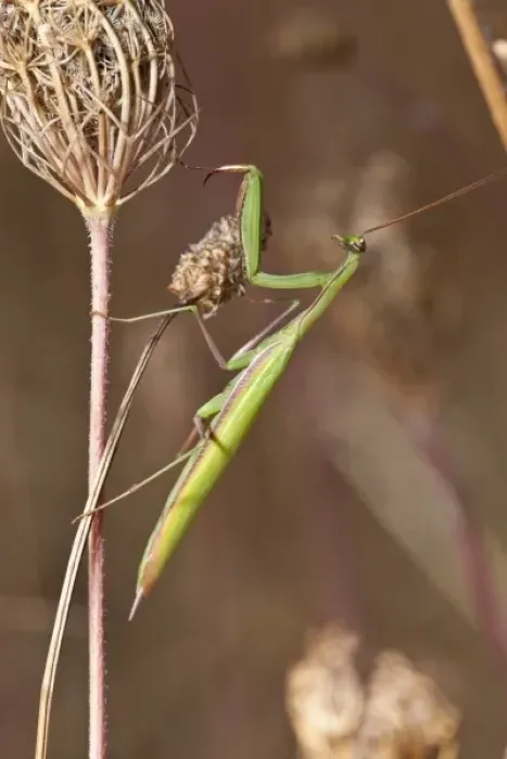 Framed Print : USA, Oregon, Baskett Slough National Wildlife Refuge, Chinese Mantid (Tenodera aridifolia) Framed Print : USA, Oregon, Baskett Slough National Wildlife Refuge, Chinese Mantid (Tenodera aridifolia)