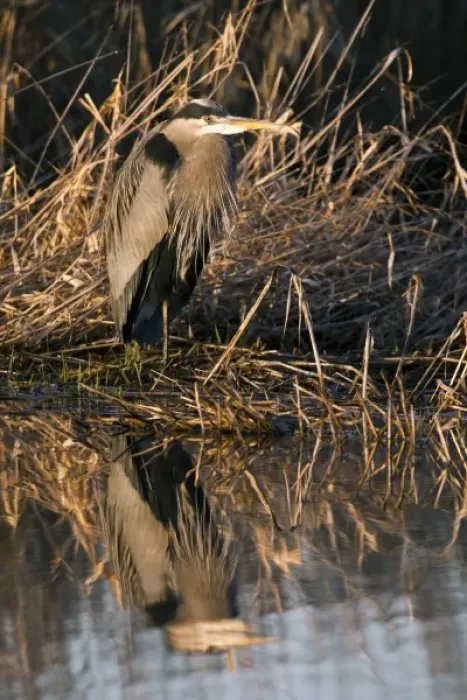 Framed Print : USA, Oregon, Baskett Slough National Wildlife Refuge, Great Blue Heron (Ardea herodias)
