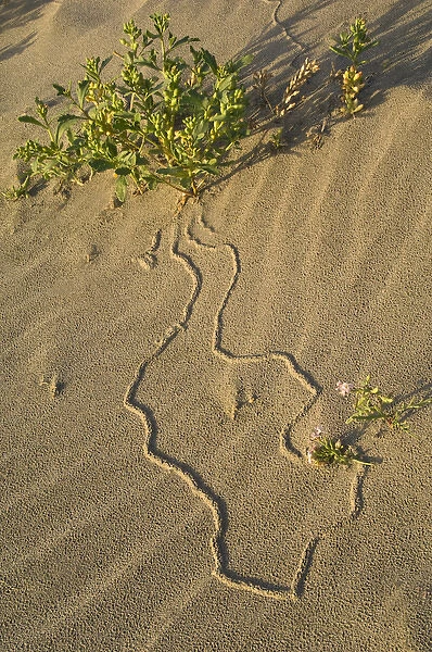 USA, Oregon. Beetle tracks and flowers growing in coastal sand. Credit as: Nancy