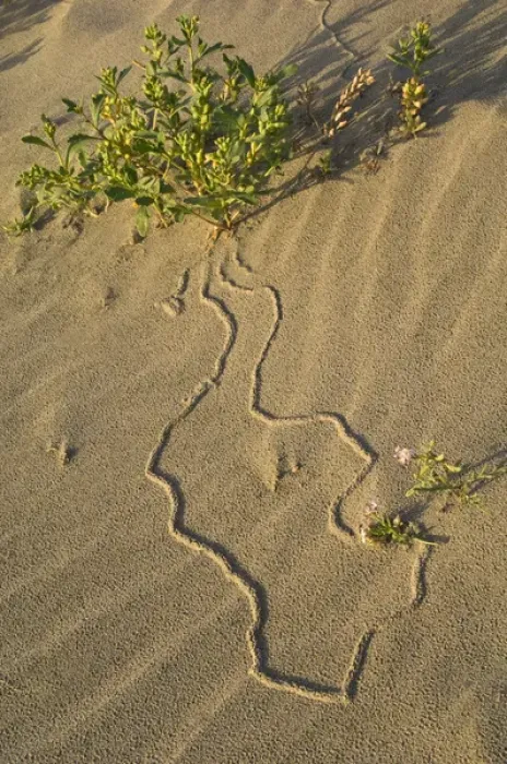 Framed Print : USA, Oregon. Beetle tracks and flowers growing in coastal sand. Credit as: Nancy