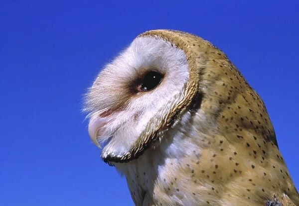 USA, Oregon, Bend. Barn Owls actually do prefer to nest in barns, as does this owl in the Bend area
