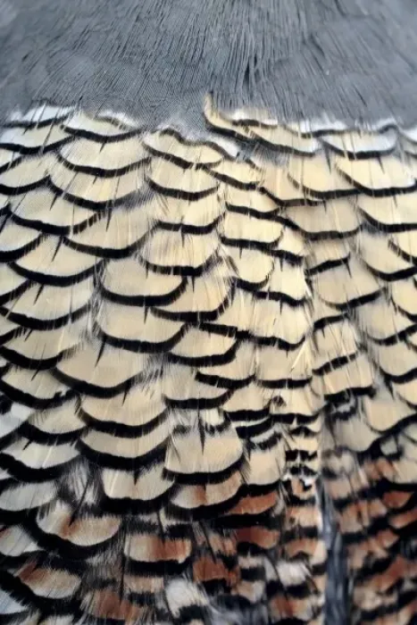 Framed Print : USA, Oregon, Bend. A detail of the belly feathers of a California quail shows Framed Print : USA, Oregon, Bend. A detail of the belly feathers of a California quail shows