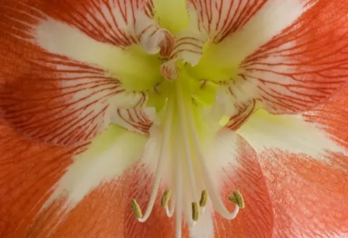 Framed Print : USA, Oregon, Bend. This close-up of an amaryllis flower clearly shows the stamen