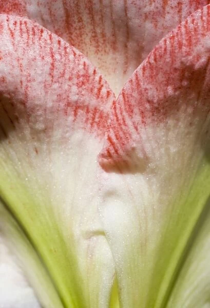 USA, Oregon, Bend. A close-up of petals of an amaryllis flower shows its delicate coloration