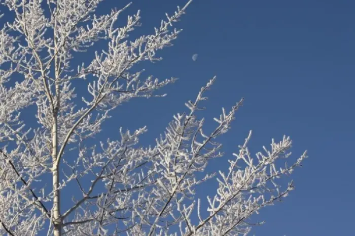 Framed Print : USA, Oregon, Bend. Frosty aspen branches frame a half moon in Bend, Oregon Framed Print : USA, Oregon, Bend. Frosty aspen branches frame a half moon in Bend, Oregon