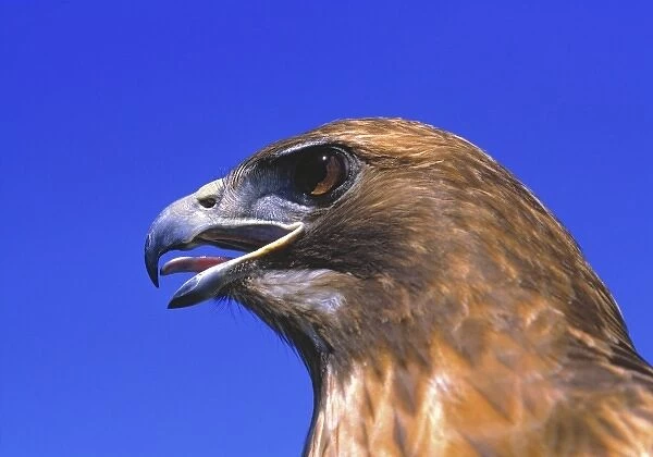 USA, Oregon, Bend. Golden eagles, such as this one in Central Oregon, are some of