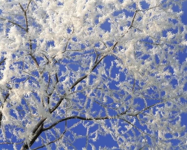 USA, Oregon, Bend. Hoar frost accentuates the dendritic branch pattern of an apple