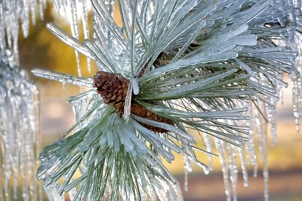 USA, Oregon, Bend. Ponderosa pine needles are encased in ice in Deschutes County, Oregon
