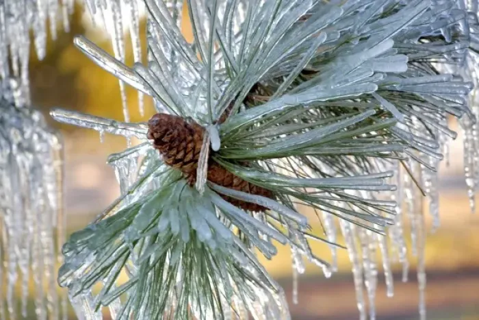 Framed Print : USA, Oregon, Bend. Ponderosa pine needles are encased in ice in Deschutes County, Oregon