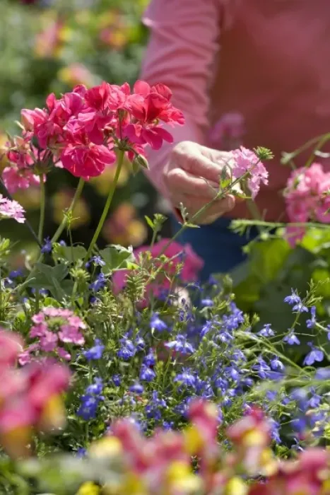 Framed Print : USA, Oregon, Bend. A shopper inspects flowers in baskets at the Farmers Market in Bend, Oregon Framed Print : USA, Oregon, Bend. A shopper inspects flowers in baskets at the Farmers Market in Bend, Oregon