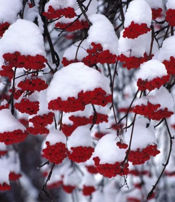 Framed Print : USA, Oregon, Bend. Snow covers the berries of the Mountain Ash in Bend, Oregon Framed Print : USA, Oregon, Bend. Snow covers the berries of the Mountain Ash in Bend, Oregon