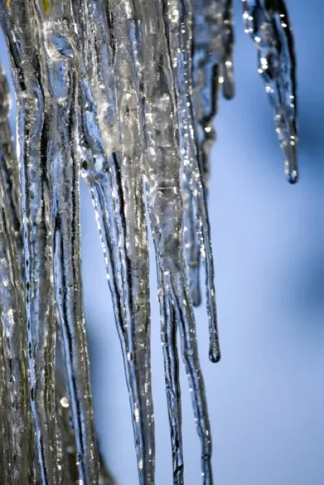 Framed Print : USA, Oregon, Bend. The sun sparkles on icicles covering pine needles in Bend, Oregon Framed Print : USA, Oregon, Bend. The sun sparkles on icicles covering pine needles in Bend, Oregon