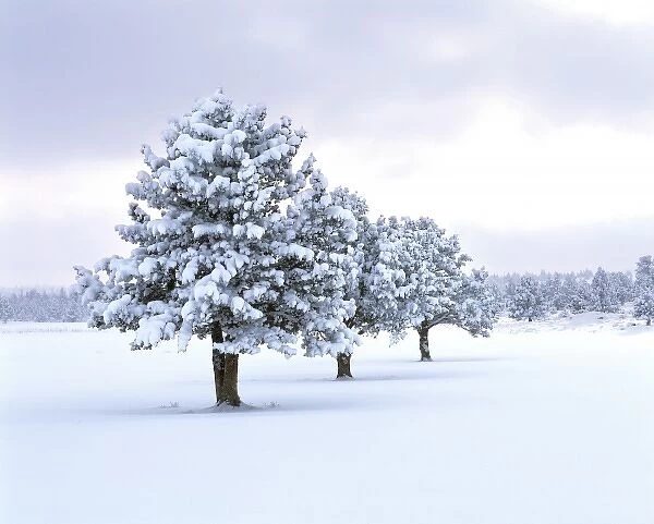 USA, Oregon, Bend. A winter storm dumps snow on a row of juniper trees near Bend