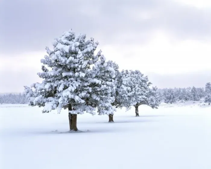Framed Print : USA, Oregon, Bend. A winter storm dumps snow on a row of juniper trees near Bend Framed Print : USA, Oregon, Bend. A winter storm dumps snow on a row of juniper trees near Bend