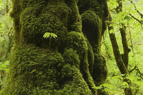 USA, Oregon, Bigleaf Maple (Acer macrophyllum) Seedling grows on mossy trunk, Cascade Mountains