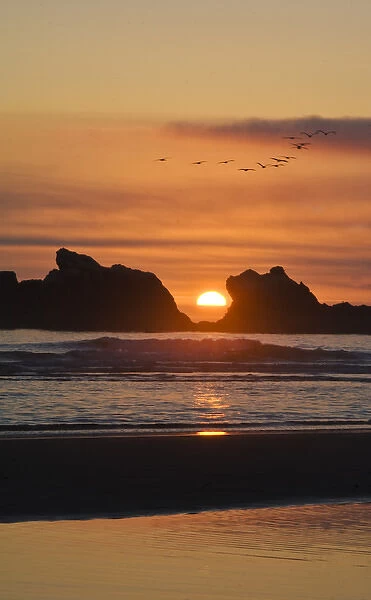 USA, Oregon. Birds fly over sunset between sea stacks. Credit as: Nancy Rotenberg