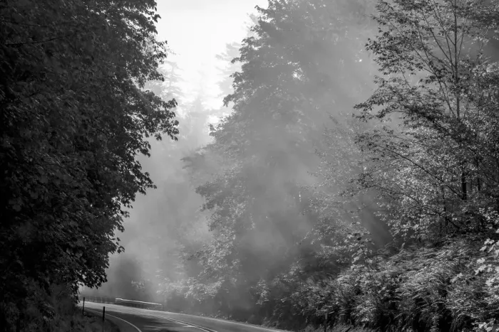 Framed Print : USA, Oregon. Black and white of trees in morning fog with God beams Framed Print : USA, Oregon. Black and white of trees in morning fog with God beams