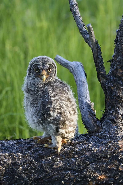 USA, Oregon, Blue Mountains. Recently fledged Great grey owlet