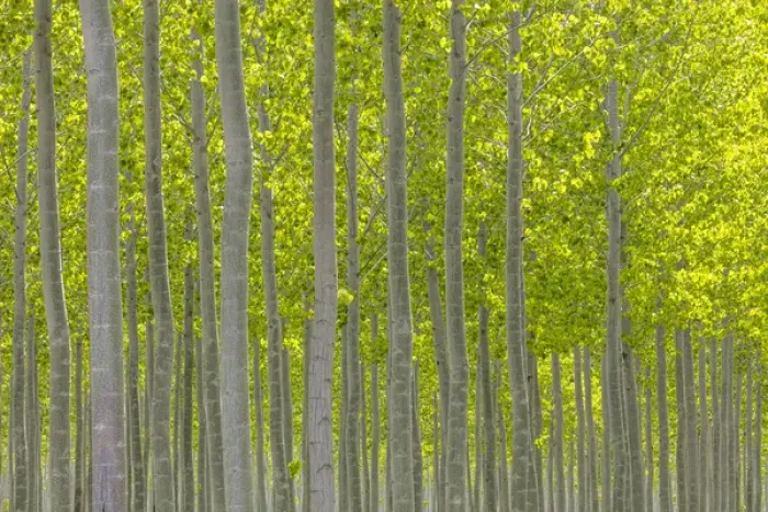 Framed Print : USA, Oregon, Boardman. Pattern of hybrid poplar trees Framed Print : USA, Oregon, Boardman. Pattern of hybrid poplar trees
