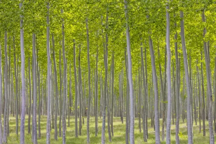 Framed Print : USA, Oregon, Boardman. Pattern of hybrid poplar trees Framed Print : USA, Oregon, Boardman. Pattern of hybrid poplar trees