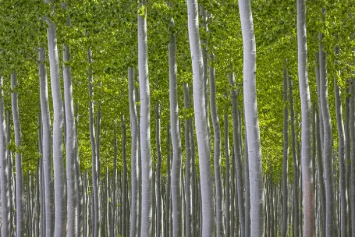 Framed Print : USA, Oregon, Boardman. Pattern of hybrid poplar trees Framed Print : USA, Oregon, Boardman. Pattern of hybrid poplar trees