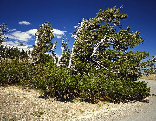 USA, Oregon, Bristlecone Pine in Crater Lake National Park