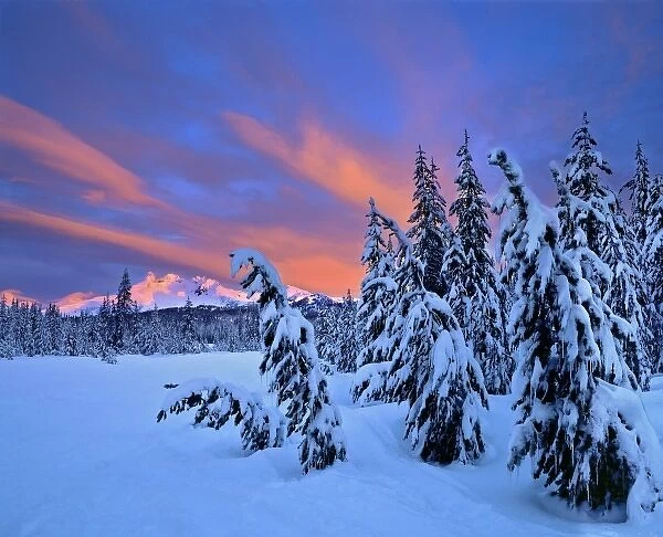 USA, Oregon, Broken Top. Early light on Broken Top exposes the snow-laden trees in