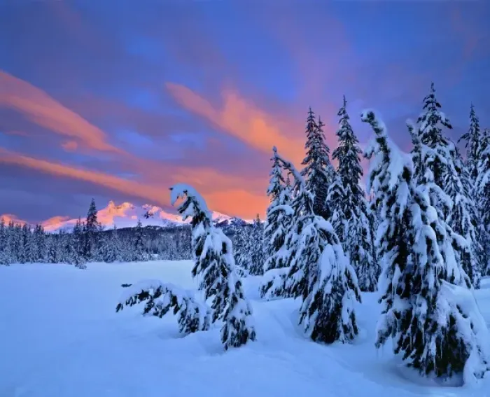 Framed Print : USA, Oregon, Broken Top. Early light on Broken Top exposes the snow-laden trees in Framed Print : USA, Oregon, Broken Top. Early light on Broken Top exposes the snow-laden trees in