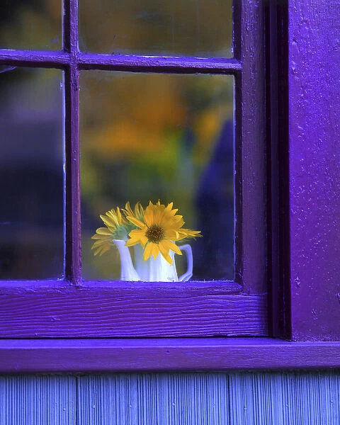 USA, Oregon, Brownsville. Looking through window of house at sunflowers in vase. Credit as