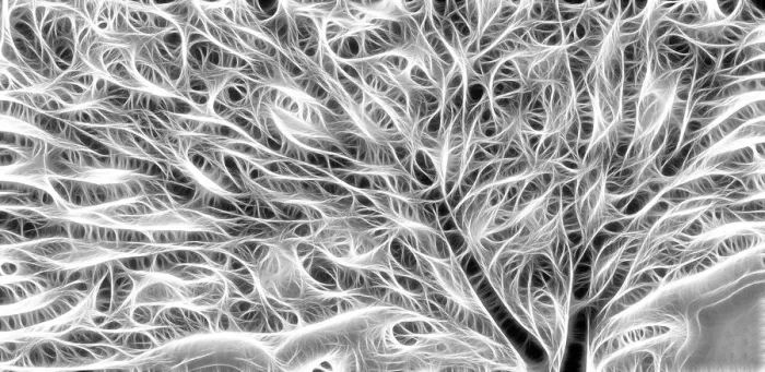 Framed Print : USA, Oregon. B&W abstract of sea fan. Credit as: Jean Carter  /  Jaynes Gallery  /  DanitaDelimont