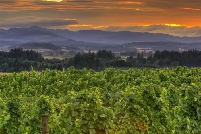 Framed Print : USA, Oregon, Calrton. Sunset over vineyard and Willamette Valley at Anne Amie Winery Framed Print : USA, Oregon, Calrton. Sunset over vineyard and Willamette Valley at Anne Amie Winery