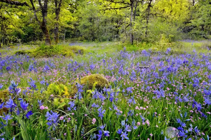 Framed Print : USA, Oregon, Camassia Natural Area. Field with blue and pink flowers