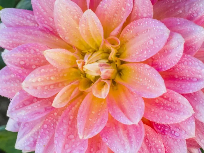 Framed Print : USA, Oregon, Canby, Clackamas County. Macro of a dahlia variety Framed Print : USA, Oregon, Canby, Clackamas County. Macro of a dahlia variety