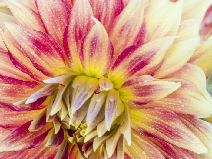 Framed Print : USA, Oregon, Canby, Clackamas County. Macro of a dahlia variety