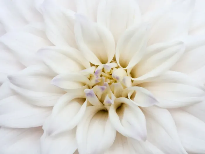 Framed Print : USA, Oregon, Canby, Clackamas County. Macro of a dahlia variety
