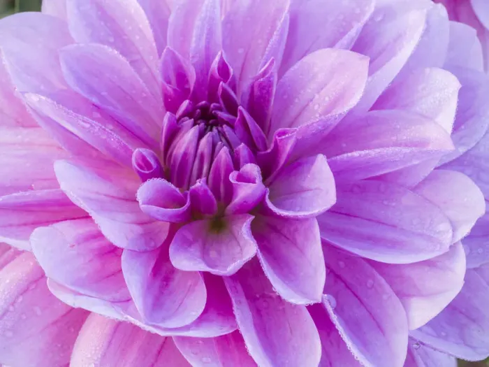 Framed Print : USA, Oregon, Canby, Clackamas County. Macro of a dahlia variety Framed Print : USA, Oregon, Canby, Clackamas County. Macro of a dahlia variety
