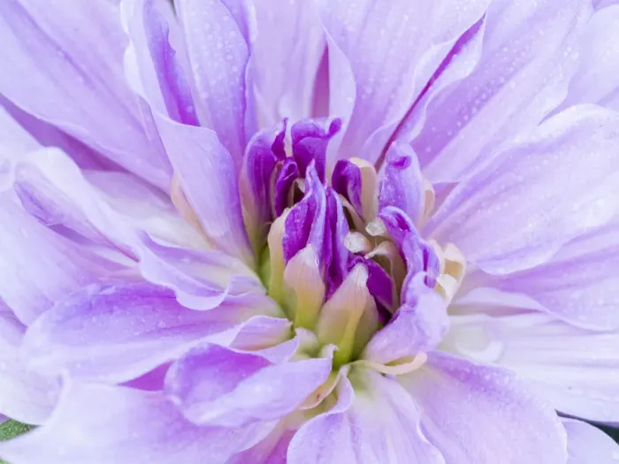 Framed Print : USA, Oregon, Canby, Clackamas County. Macro of a dahlia variety Framed Print : USA, Oregon, Canby, Clackamas County. Macro of a dahlia variety