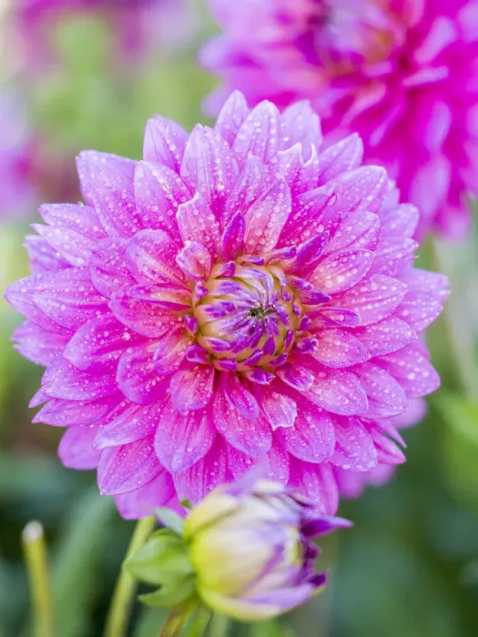 Framed Print : USA, Oregon, Canby, Clackamas County. Close-up of a dahlia variety