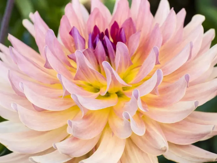 Framed Print : USA, Oregon, Canby, Clackamas County. Macro of a dahlia variety called Dreamcatcher Framed Print : USA, Oregon, Canby, Clackamas County. Macro of a dahlia variety called Dreamcatcher