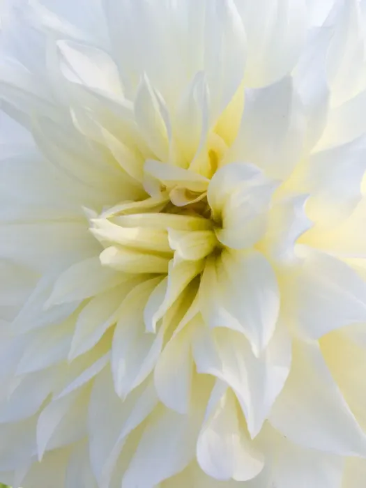 Framed Print : USA, Oregon, Canby, Clackamas County. Macro of a dahlia variety called Frozen Framed Print : USA, Oregon, Canby, Clackamas County. Macro of a dahlia variety called Frozen