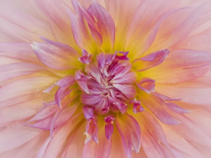 Framed Print : USA, Oregon, Canby, Clackamas County. Macro of a dahlia variety Framed Print : USA, Oregon, Canby, Clackamas County. Macro of a dahlia variety