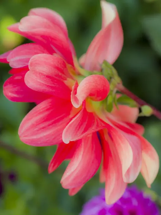 Framed Print : USA, Oregon, Canby, Clackamas County. Close-up of a dahlia variety Framed Print : USA, Oregon, Canby, Clackamas County. Close-up of a dahlia variety