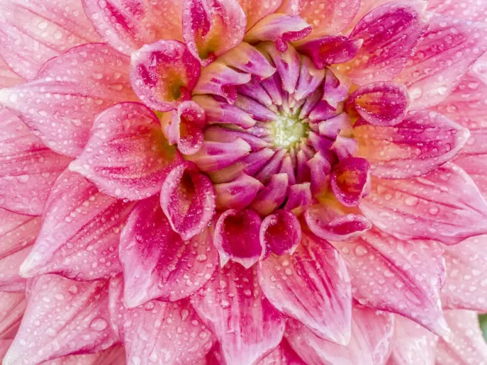 Framed Print : USA, Oregon, Canby, Clackamas County. Macro of a dahlia variety